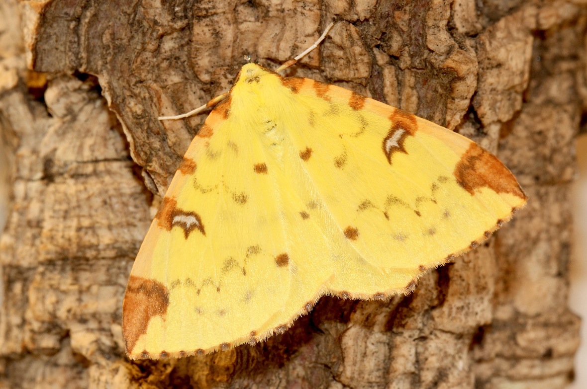 Opisthograptis luteolata (Linnaeus, 1758)